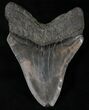Bargain Megalodon Tooth #20816-2